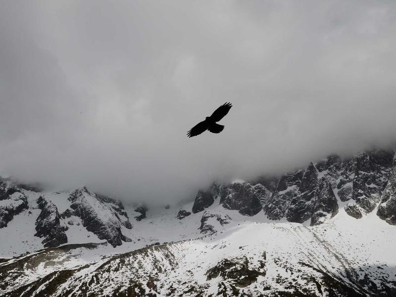 全息玫瑰<br>bcxjjkz.cn 虚拟爱人告别